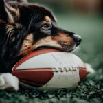Piłka rugby dla psa